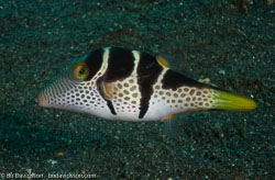 BD-090925-Lembeh-9253863-Paraluteres-prionurus-(Bleeker.-1851)-[False-puffer].jpg